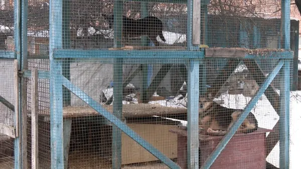 Як переживають зиму тварини у луцькому КП «Ласка» (відео)