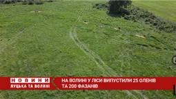 На Волині у ліси випустили 25 оленів та 200 фазанів (відео)