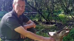 На Ківерцівщині самець козулі оговтується від «лицарського поєдинку» (фото)