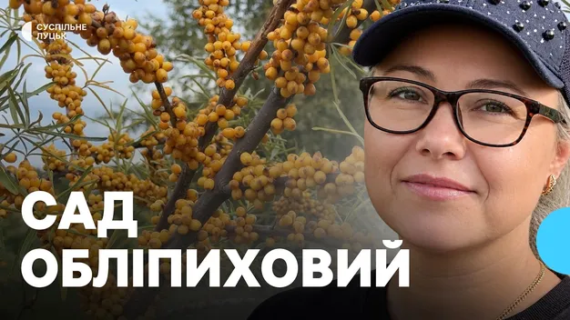 «Мамі треба спокій»: як волинянка в декреті вирощує обліпиху та продає врожай по Україні (відео)