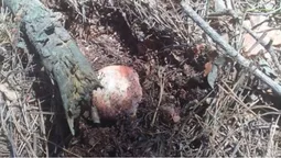 У лісах на Волині з'явилися травневі боровики: де знайшли перший трофей