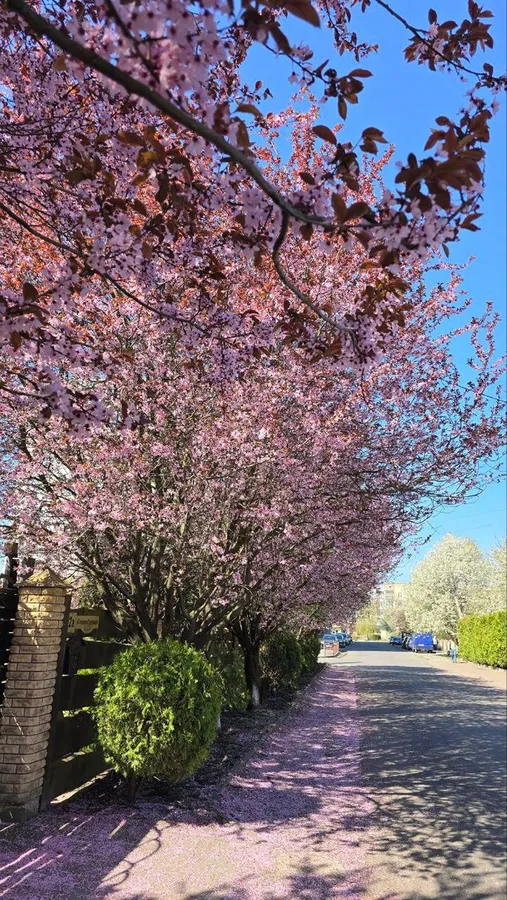 🌸 Де у Луцьку розквітли сакури (мапа локацій)