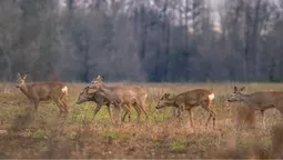 🦌 У нацпарку на Волині у фотопастку потрапив молодняк сарн (відео)