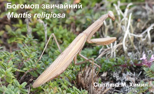 На Волині активно розмножується величезна африканська комаха (фото)