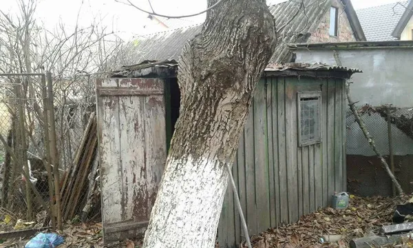 У Луцьку «знесли» сараї на Львівській (фото)