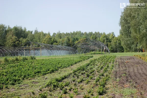 Місце, де починається ліс: як працює ратнівський розсадник (фото)