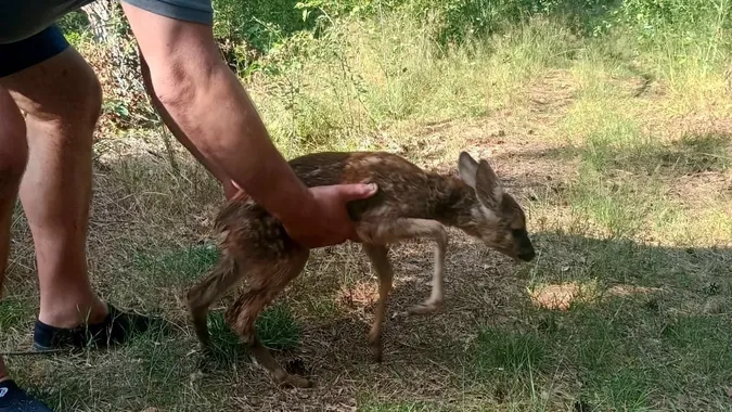 На Світязі врятували козулю, яка ледь не потонула в озері (фото)