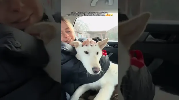 На Новий рік сім'я лучан забрала з притулку собаку (відео)