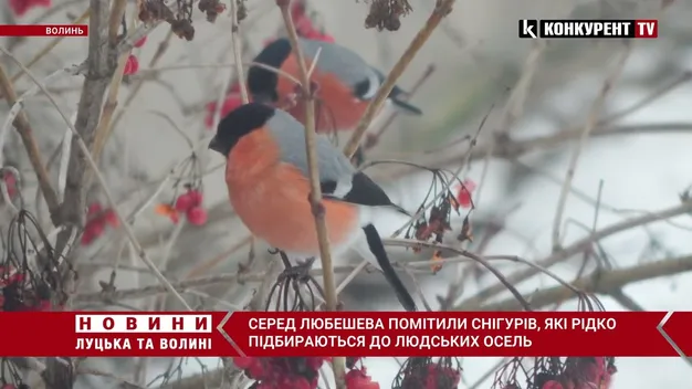 На Волині помітили птахів, які дуже рідко прилітають до людських осель (відео)