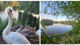 Золотий світанок і пернате сімейство: у Луцьку показали ранкову красу Теремнівських ставків
