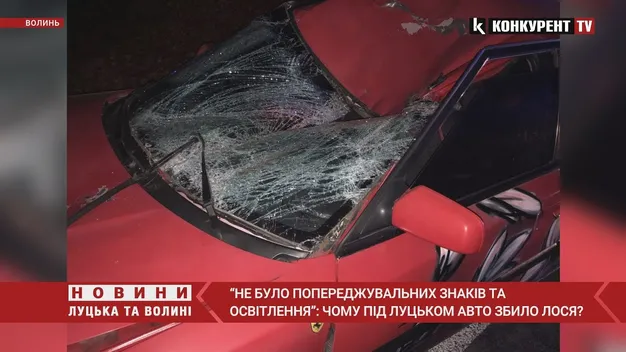 Водій не порушував ПДР: подробиці аварії під Луцьком, у якій збили лося (відео)