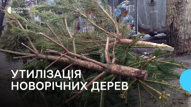 Як і де у Луцьку можна утилізувати новорічні ялинки (відео)