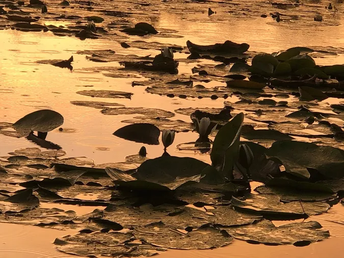 На Волині є унікальне крихітне озеро з золотистою водою (фото)
