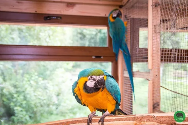 Показали «подружку», яку купили депутати луцькому папузі (фото)