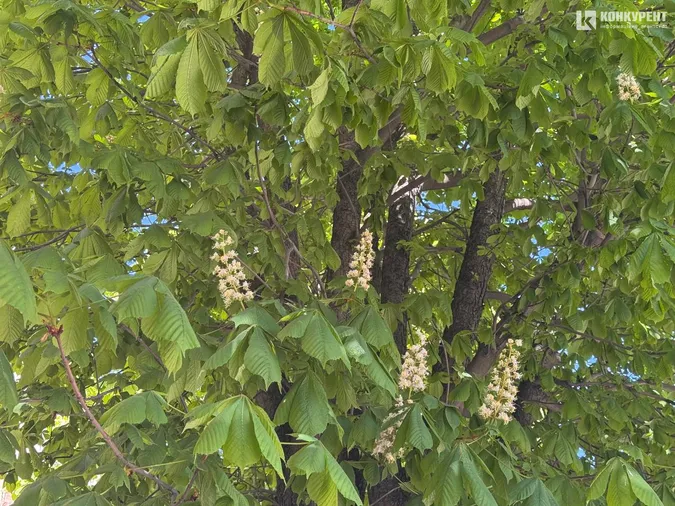 У Луцьку розквітли каштани (фото)