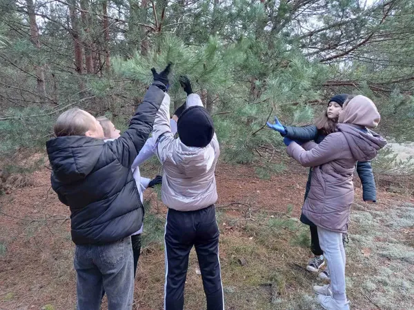 В лісництві на Волині зібрали понад 3 тонни соснових шишок (фото)