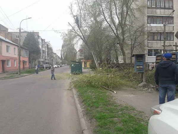 У Луцьку незаконно обрізали дерева: буде штраф (фото)
