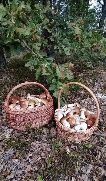 Білі, зонтики, красноголовці, маслюки: біля Луцька збирають повні кошики грибів (фото)