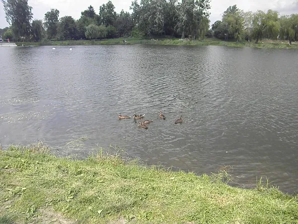Луцькі пляжі підготували до купального сезону (фото)