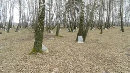 У Колківському лісгоспі  планують зібрати 100 тонн березового соку