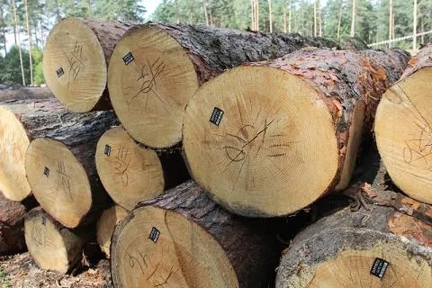 Електронний облік деревини стосуватиметься всіх лісокористувачів