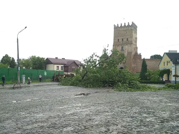 Яким він був: історія Лесиного ясена у фото