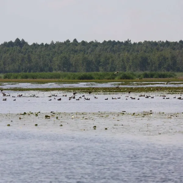 Волинські водойми значно обміліли: чи вплинуло це на кількість водоплавних птахів