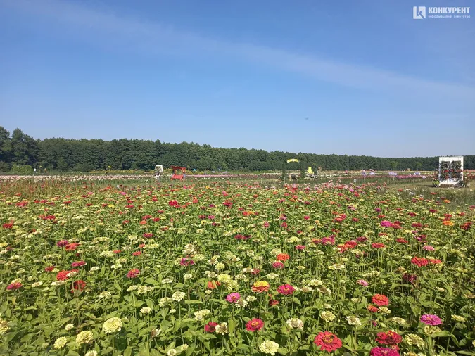 Розпочався фестиваль квітів «Осінь у Волинській Голландії» (фото)