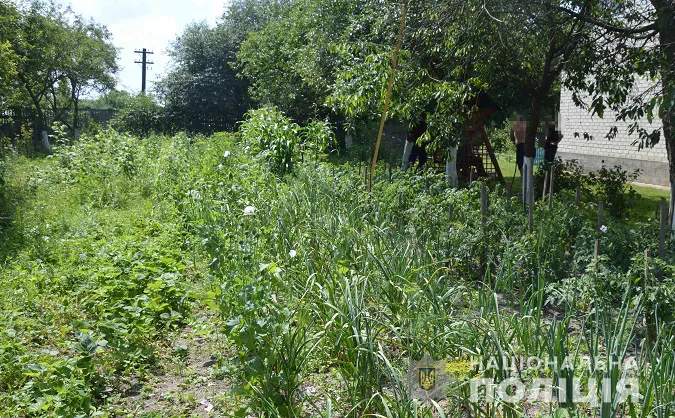 Волиняни влаштували на городах плантації опійного маку (фото)