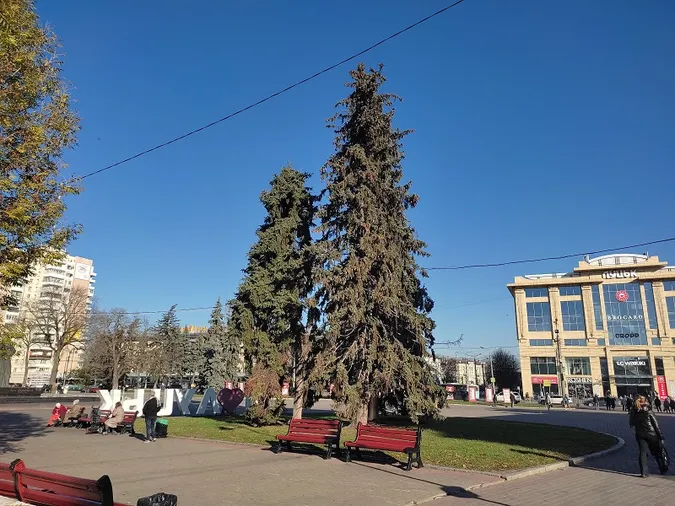 У Луцьку просять не прикрашати хворе ялинкове тріо