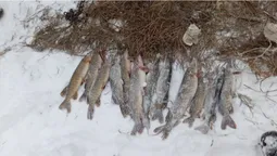 Купив щук без документів: волинянин заплатить 1000 гривень за 4 кілограми риби (фото)