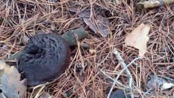 Зимова аномалія: наче подарунок під ялинку, на Волині повилазили гриби (фото)