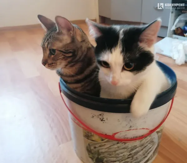 Затишок у домі чи коти