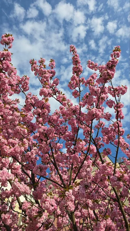 🌸 Де у Луцьку розквітли сакури (мапа локацій)
