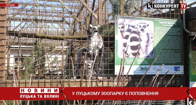 Весна у Луцькому зоопарку: як тварини зустріли потепління та відвідувачів (відео)