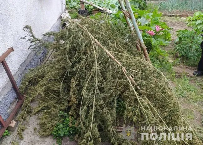 У лучанина знайшли понад 100 кущів коноплі (фото, відео)
