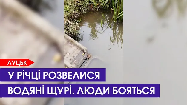 У Луцьку водяні щури окупували Сапалаївку (відео)