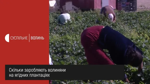 Заробляють як у Польщі: у полуничній «столиці» Волині – розпал сезону
