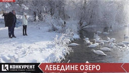 "Хліб - це людська їжа": чому через необізнаність волинян можуть хворіти лебеді (відео)