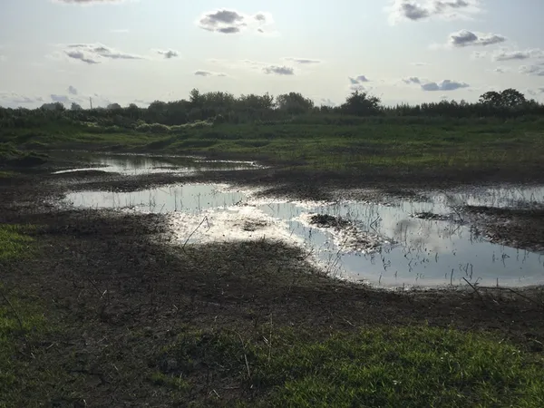 Досліджували сморід на відстійниках, а знайшли поле з коноплею (фото, відео)