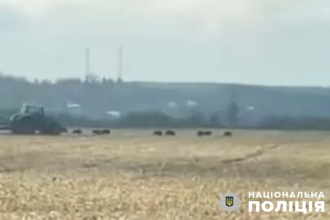 Чавили тракторами та  різали ножами: на Тернопільщині живодери знущалися з кабанів (фото)