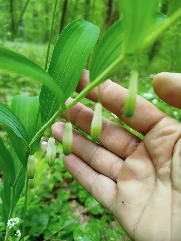 🌱 У лісі на Волині помітили весняну оазу рідкісних рослин