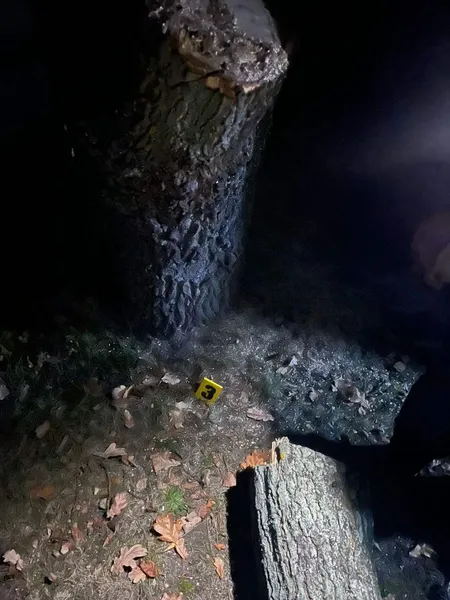 У Шацькій громаді незаконно порубали дуби (фото)