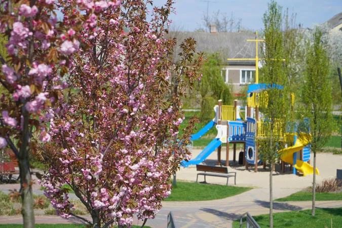 🌸 Неймовірне видовище: у місті на Волині розцвіли сакури (фото)