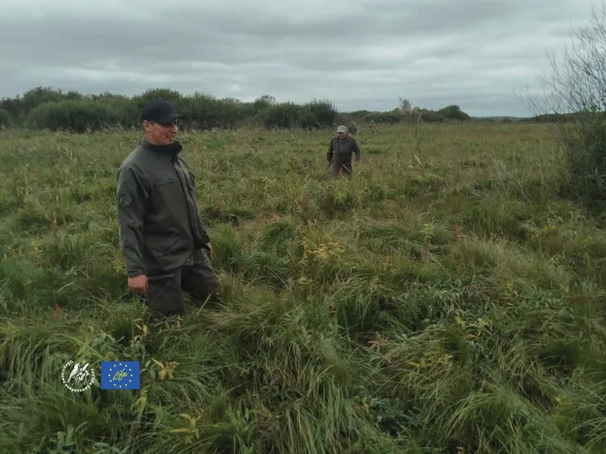 На Волині у нацпарку розчищають болото від чагарників, щоб врятувати рідкісних птахів