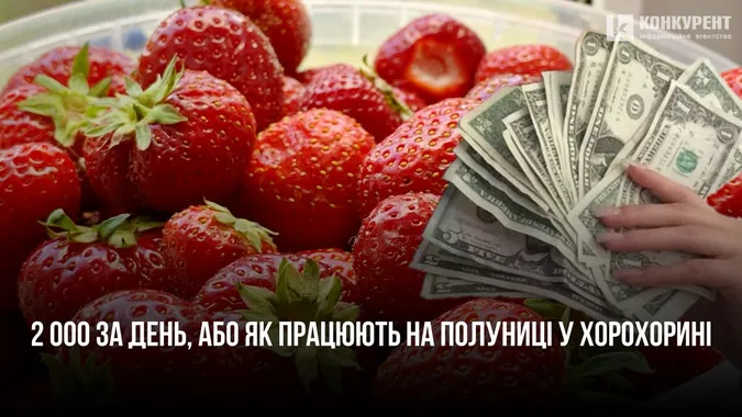 2 000 за день: як та скільки заробляють на полуниці у волинському селі Хорохорин (відео)