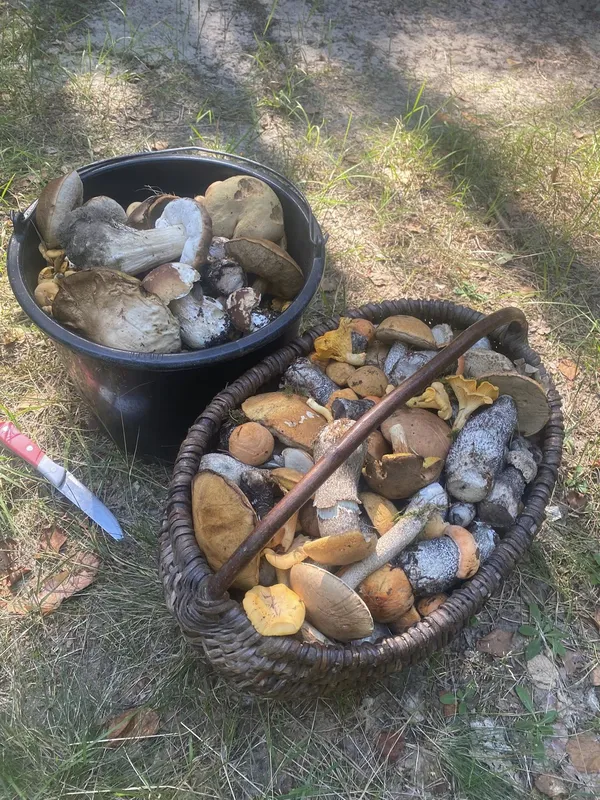 Де на Волині збирають повні кошики грибів (фото)