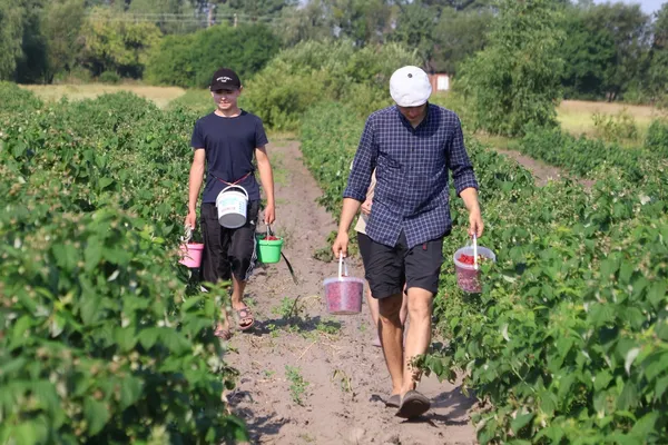 Сто кілограмів ягід за день: родина з Волині вирощує майже два гектари малини (фото)