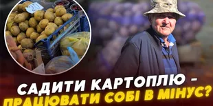 «Вродила половина»: волиняни бідкаються на врожай картоплі та пояснюють, що буде з цінами (відео)