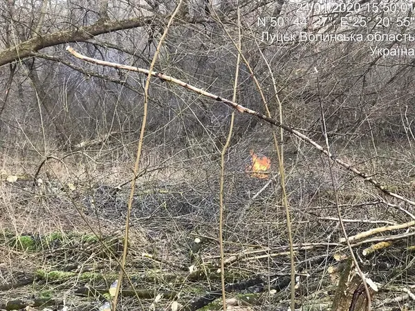 У Луцьку без дозволу зрізали 30 дерев на вулиці Глушець (фото)